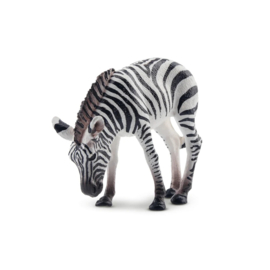 Zebra foal Toymany