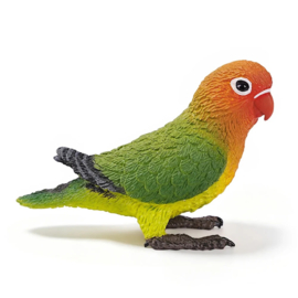 Agapornis