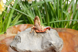 Scorpion  Papo 50209