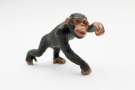 Chimpanzee male S 241629
