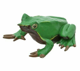 Darwin's frog Colorata