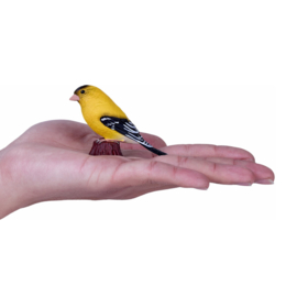 American goldfinch Mojo 381111