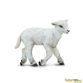 Lamb  Safari 100137