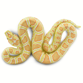 Burma albino python S 100250