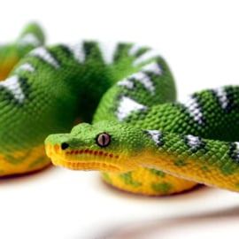 Emerald Treeboa S101084 -