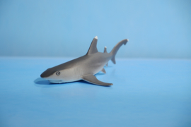Whitetip Reef Shark   S100100