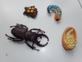 Beetle lifecycle