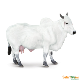 Ongole Cow  S222329