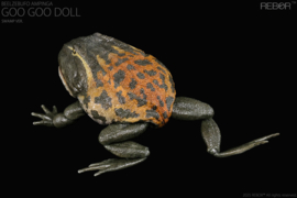 Beelzebufo ampinga