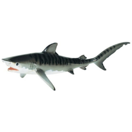 Tiger shark   S202229
