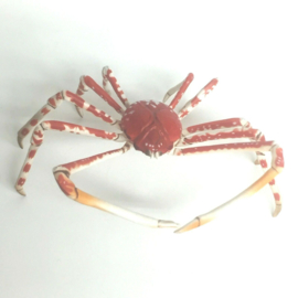 155 Japanese Spider Crab