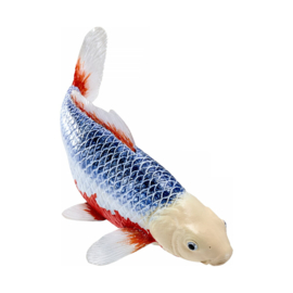 Koi karper Asagi (blue-red)  Mojö 381100