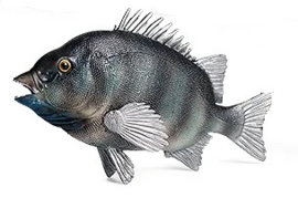 Zwarte zeebrasem