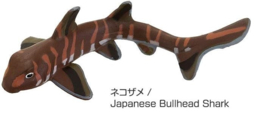 Japanese Bullhead shark  2ehands