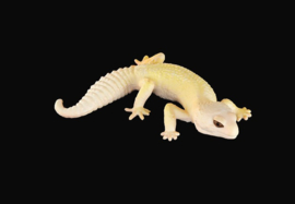 Gecko   creme-kleurig