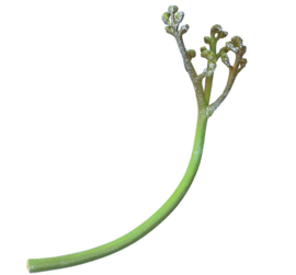 Adelaarsvaren  Pteridium latiusculum