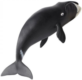 Bowhead Whale  S205529