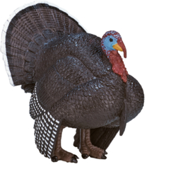 Turkey  Mojo 387285