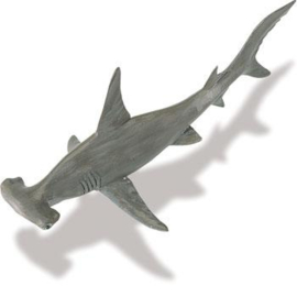 Hammerhead Shark  S274829