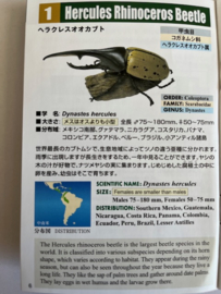 Hercule Rhinoceros Beetle Colorata
