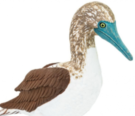 Blue Footed Booby  S150529