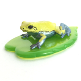Oophaga granulifera; Granular Poison Frog