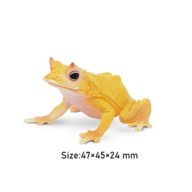 Solomon Island leaf frog  Toymany