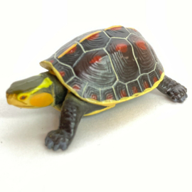 130 Yaeyama Yellow-margined box turtle  Furutua 130