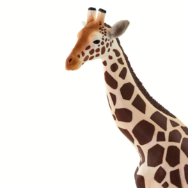 Giraffe  S100421