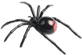 Redback spider  78083