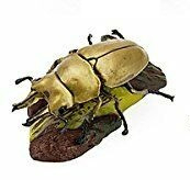 Golden stag beetle  Colorata