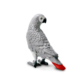 African Grey Parrot  S100201