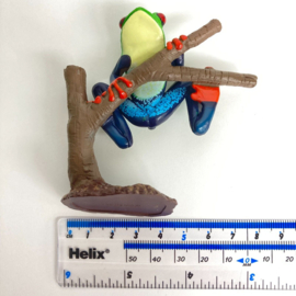 Red-eyed tree frog  Colorata