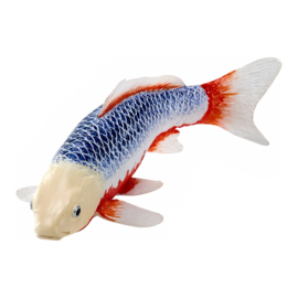 Koi karper Asagi (blue-red)  Mojö 381100