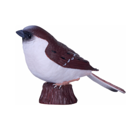 House Sparrow  Mojo 381114