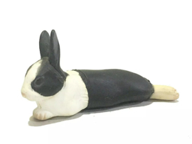 Hollander  Dutch rabbit