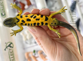 Kamsalamander CollectA 80064  pre order