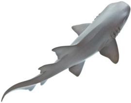 Verpleegsterhaai   S200629