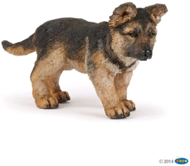 Herdershond puppy Papo 54039