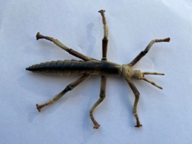 Stick insect