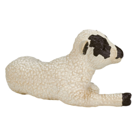 Sheep black white lamb  Mojo 387060