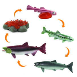 Salmon Life Cycle