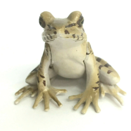 Ryukyu tip-nose frog