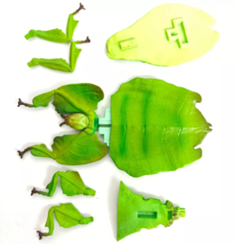 Walking leaf  Pulchriphyllium giganteum