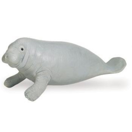 Manatee   zeekoe   S273929