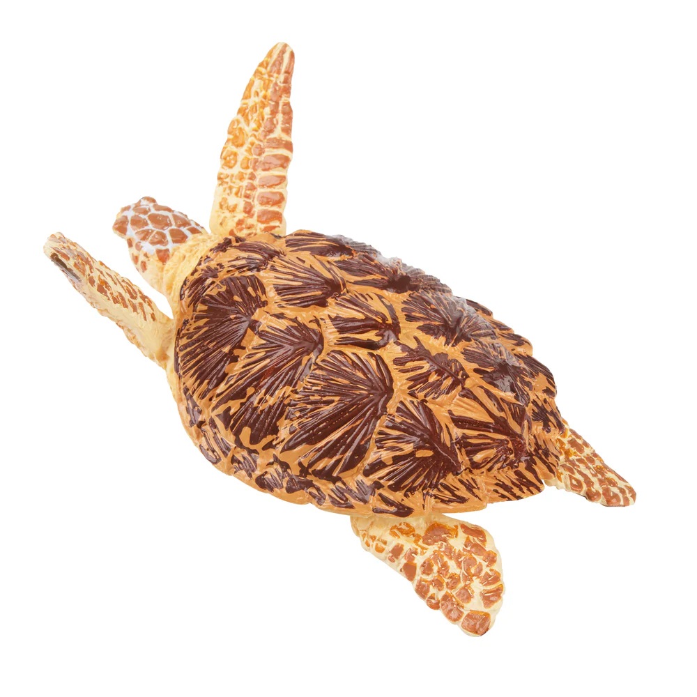 Loggerhead sea turtle  Toymany