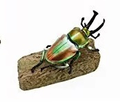 Rainbow stag beetle  Colorata