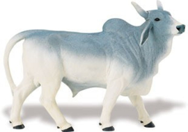 Brahman stier S231429