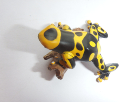 yellow-banded poison dart frog