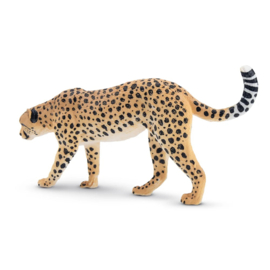 Cheetah male Toymany